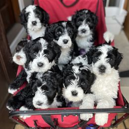 Portuguese Water Dogs from North Shore PWD puppies available to go to their forever homes June 1st!