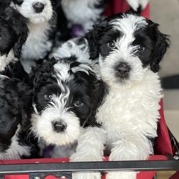 Portuguese Water Dogs from North Shore PWD puppies available to go to their forever homes June 1st!