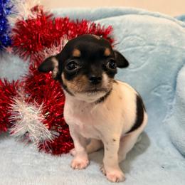 Siren AKC - Black and white female Chihuahua puppy in Seneca, Missouri from Stephanie’s Puppy Colony
