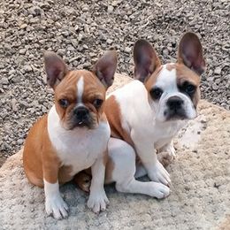 Boston Terriers from Vega Kennels