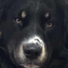 Aussiedoodles and Maltipoos from Third Coast Maltipoos