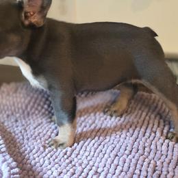 Aspen - Blue female French Bulldog puppy in Asheville, North Carolina from MTO KENNELS