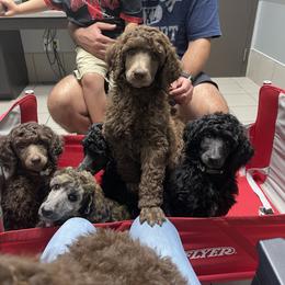 Poodle Puppies from Creek Side Kennels