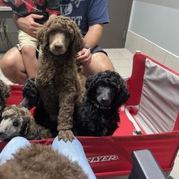 Poodle Puppies from Creek Side Kennels