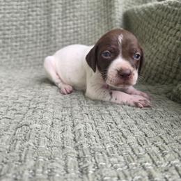 White Girl - Liver and white female German Shorthaired Pointer puppy in Nampa, Idaho from Heart Mountain Cavaliers & Floating Feathers Kennel