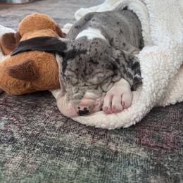 Great Dane Puppies from Bluestone Valley Great Danes