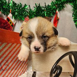 Scout-Full length tail - Red male Pembroke Welsh Corgi puppy in Deming, New Mexico from Dragon Ridge Corgis