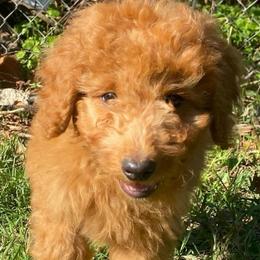 Kingsley - Red  male Goldendoodle puppy in Bentonville, Arkansas from Bentonville Doodles