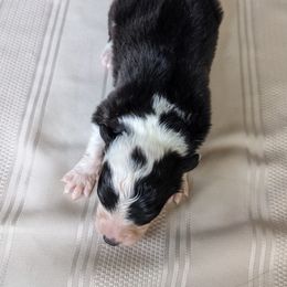 Border Collie Puppies from Sarah M Kwilinski