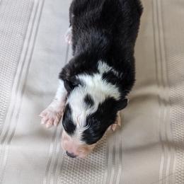 Border Collie Puppies from Sarah M Kwilinski