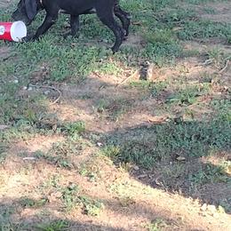 Great Dane Puppies from Morgan's North Alabama Danes
