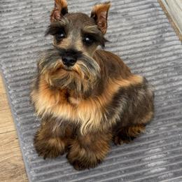 Taz - Miniature Schnauzer