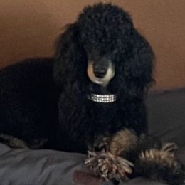 Sky - Poodle