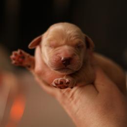 Goldie (2nd Pick Female Spot) - Golden female Golden Retriever puppy in Paoli, Indiana from Rose n’ Thistle Farm