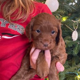 Bingo - Red female Cockapoo puppy in Strasburg, Pennsylvania from Dana's Domain Cockapoos