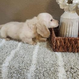 Jack - Cream male Dachshund puppy in Visalia, California from DachGraston Dachshunds