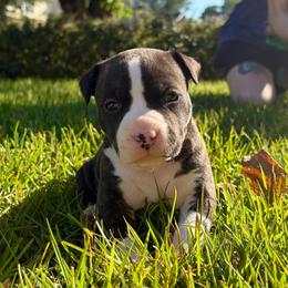 Maud - Black brindle female American Staffordshire Terrier puppy in Marietta, Georgia from Ambition Amstaffs