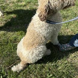 Bernedoodle and Poodle All Grown Up from Mid-West Bernedoodles