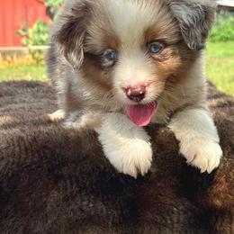 Boy 1 - Red merle male Miniature Australian Shepherd puppy in Williamson County, Texas from Raising Star Ranch Toy and Mini Aussies
