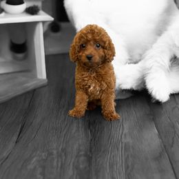Aynsley - Red  female Goldendoodle puppy in Bells, Texas from Partridge Doodles and Poodles