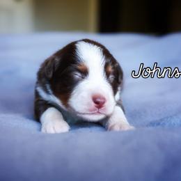 Johnson - Red tri-color male Miniature American Shepherd puppy in Battle Ground, Washington from Casita Miniature American Shepherds