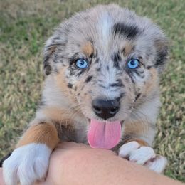Andromeda - Blue merle male Australian Shepherd puppy in Wrightsville, Georgia from Wild Magnolia Farms Aussies
