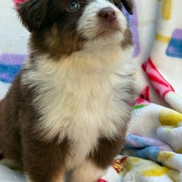 Orange crush - Red merle male Miniature Australian Shepherd puppy in Oak Harbor, Washington from Happy-Go-Lucky Homestead