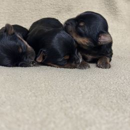 Yorkshire Terrier Puppies from Christie’s Yorkie Angel’s