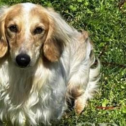 Freebie - Dachshund