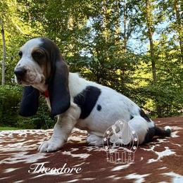 Theodore - Black white and brown male Basset Hound puppy in Dingess, West Virginia from Tuckers' Howling Hounds