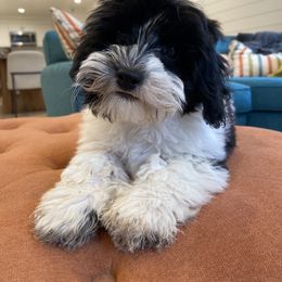Havanese and Havapoo Puppies from Ladypawspuppies