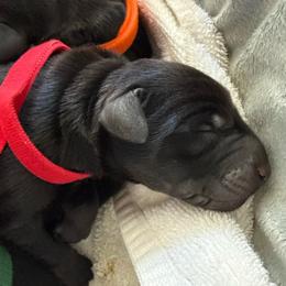 Jet - Black and rust male Doberman Pinscher puppy in Brookfield, Wisconsin from Haus of Hound