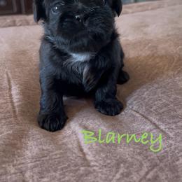 Blarney - Black male Shih Tzu puppy in Vernon, New Jersey from Calta’s Cute Shih Tzu