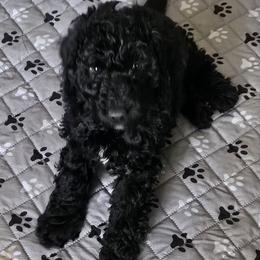 Vester - Black male Goldendoodle puppy in Kansas City, Missouri from Poppy's Doodles