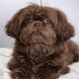 Enzo - Shih Tzu