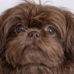 Enzo - Shih Tzu