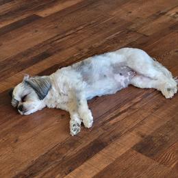 Gabby - Shih Tzu