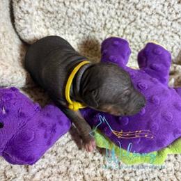 Swifty - Black brindle and white male American Hairless Terrier puppy in Smith Center, Kansas from Wilsong Kennel