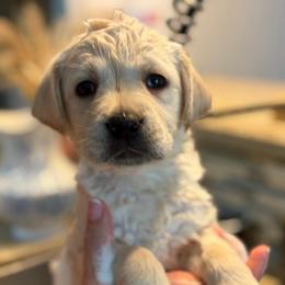 Light Pink Collar - Yellow female Labrador Retriever puppy in Archer Lodge, North Carolina from Archer Lodge Labradors