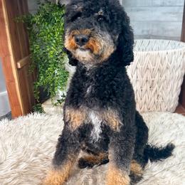 Margo - Poodle