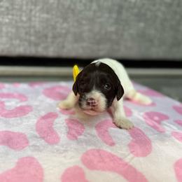 Boy 3 - Chocolate male Australian Labradoodle puppy in Calhoun, Louisiana from Arrowhead Australian Labradoodles