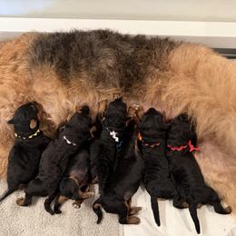Airedale Terrier Puppies from Susie Mitchell