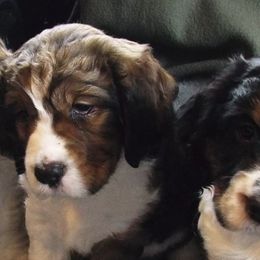 English Springer Spaniels from GNLS SPRINGERS