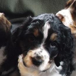 English Springer Spaniels from GNLS SPRINGERS