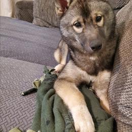 Juniper - Siberian Husky