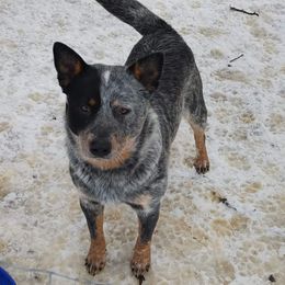 Blue - Australian Cattle Dog