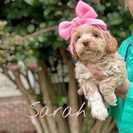 Sarah - Red female Cockapoo puppy in Mocksville, North Carolina from Little Bear Doodles
