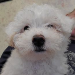 Bichon Frise and Maltese Puppies from Havenkennels
