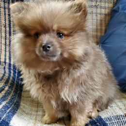 Olivia - Lavender female Pomeranian puppy in Bellevue, Iowa from Fluffy Wonders Poms and Doodles