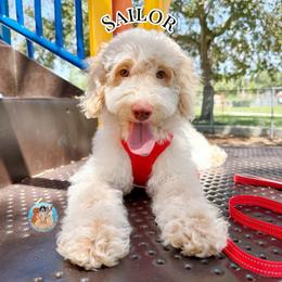 Sailor - Parti male Double Doodle puppy in Southwest Ranches, Florida from Dandy Doodle Ranch